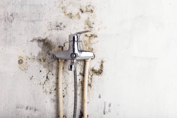 Best Mold Remediation Services  in Nipomo, CA