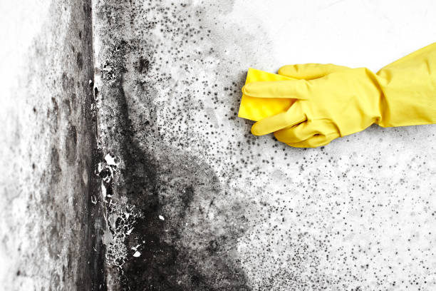 Nipomo, CA Mold Removal Company