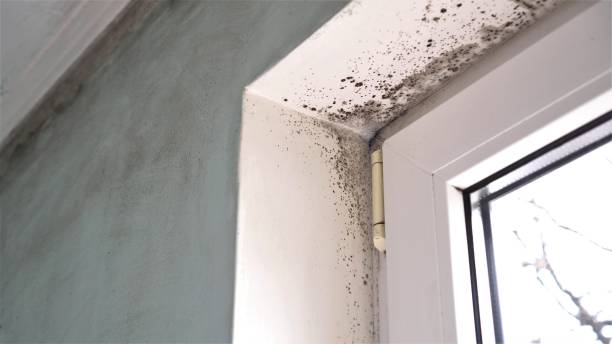 Best Crawl Space Mold Removal  in Nipomo, CA