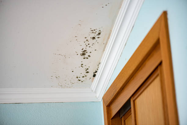 Mold Testing and Removal in Nipomo, CA