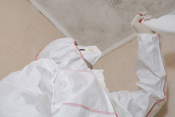 Best Certified Mold Removal  in Nipomo, CA