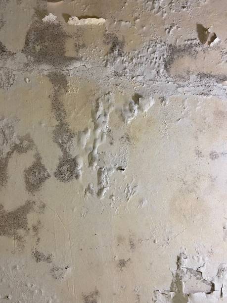 Best Mold Remediation Experts  in Nipomo, CA