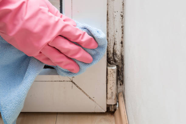 Best Fast Mold Removal  in Nipomo, CA